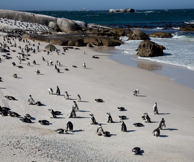 Penguins wander and rest on a sandy beach near rocky outcrops, with ocean waves gently lapping the shore and distant islands visible under a clear blue sky.