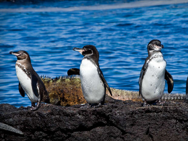 Three penguins stand on rocky terrain near the ocean, with one looking left. A lizard rests behind them, and the water appears calm and bright blue.