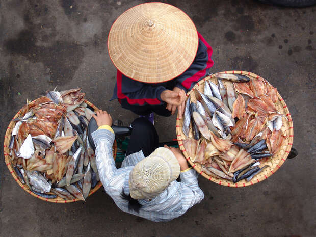 Two people wearing conical hats organize fish on large circular trays. The trays are filled with a variety of fish, and they are outdoors on a concrete surface.