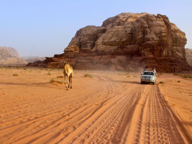 A camel walks along a sandy path while a white SUV follows nearby. Both are set against a backdrop of large rock formations under a clear blue sky.