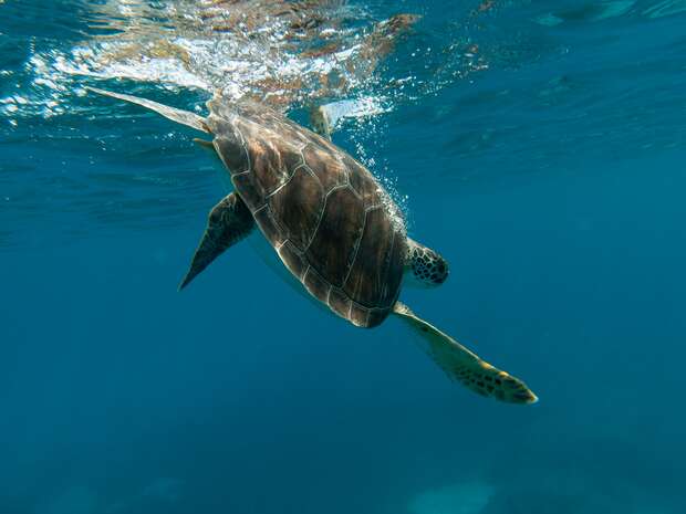 A sea turtle swims gracefully near the water's surface, surrounded by clear, blue ocean, sunlight softly filtering through, creating shimmering reflections.