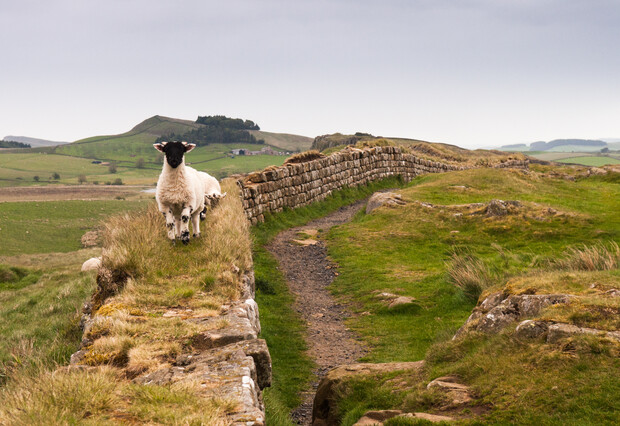 A sheep stands on a grassy path alongside an ancient stone wall, surrounded by rolling green hills under a cloudy sky.
