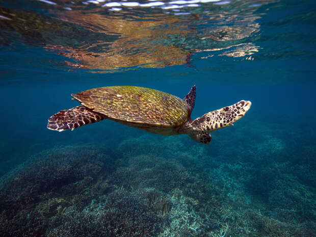 A sea turtle swims gracefully through clear blue water, its flippers extended. Coral formations are visible on the ocean floor beneath it, creating a vibrant underwater landscape.