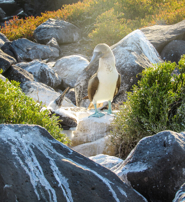 A bird with blue feet stands on a rock surrounded by greenery and other rocks, next to another bird lying down in a natural landscape.