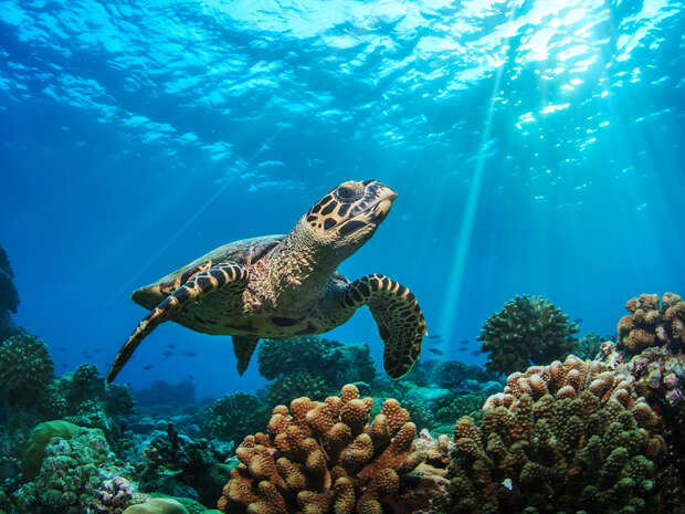 A sea turtle swims gracefully above vibrant coral in clear blue water, with sunlight filtering through the ocean surface, creating a serene underwater scene.