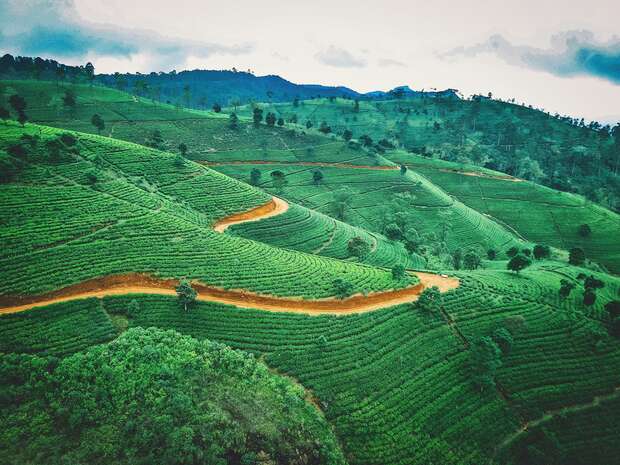 Rolling green hills feature tea plantations with neatly arranged rows. A winding red dirt path cuts through, surrounded by scattered trees under a cloudy sky.
