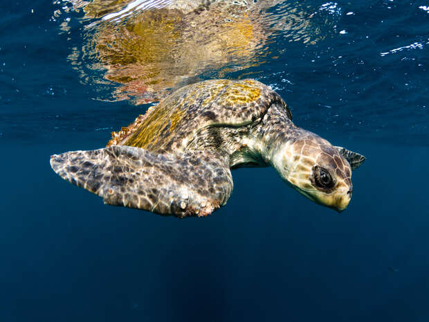 A sea turtle swims near the water's surface, its flippers extended gracefully. Sunlight filters through the clear blue ocean, highlighting the turtle's patterned shell and textured skin.