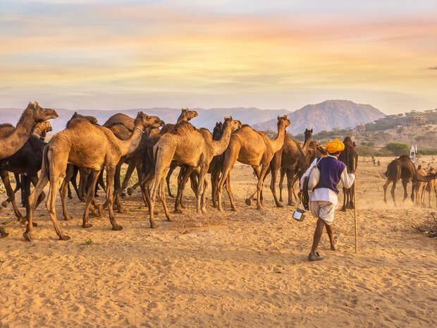 A herd of camels stands on sandy terrain during sunset. A person in colorful attire guides them with a stick, mountains visible in the background.