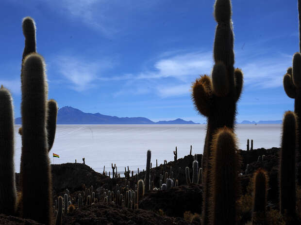 Tall cacti stand against a vast, flat salt plain under a clear blue sky, with distant mountains on the horizon. A small flag is visible among the cacti.