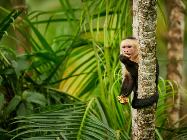 A capuchin monkey clings to a tree trunk, eating while surrounded by lush green foliage in a tropical jungle setting.