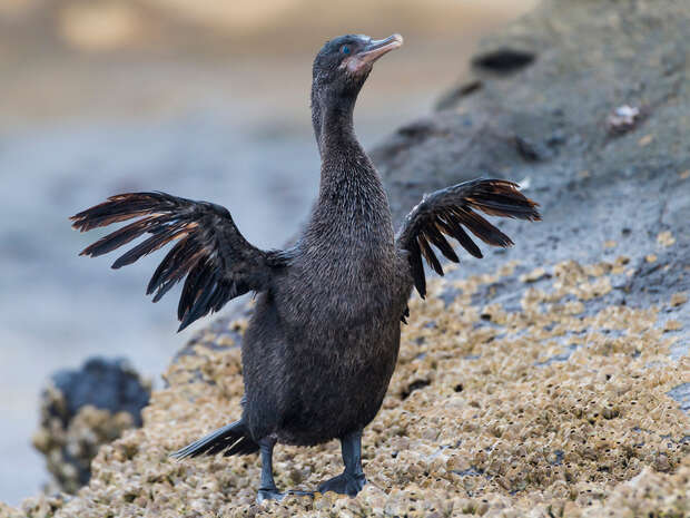 A black cormorant stands with wings spread wide on a rocky, barnacle-covered surface, against a blurred, natural outdoor background.
