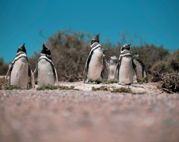 Penguins standing in a group on a rocky surface, surrounded by sparse vegetation under a clear blue sky.