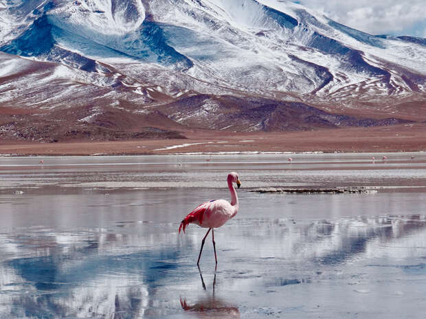 A flamingo stands motionless on a reflective water surface, surrounded by a mountainous landscape with snow-capped peaks under a cloudy sky.