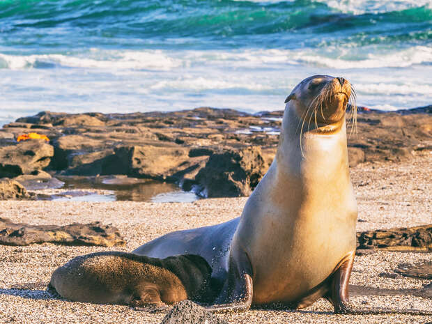 A sea lion sits upright on a rocky beach, with a smaller sea lion resting beside it. Ocean waves crash in the background under a clear sky.