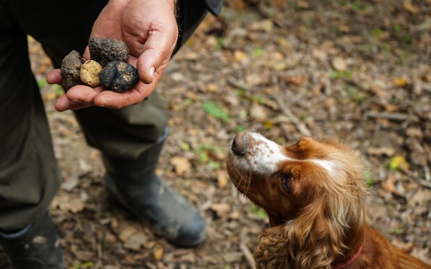 A person holds several truffles in their hand, while a brown and white dog gazes up intently. They are outdoors in a forested area with a ground covered in leaves.