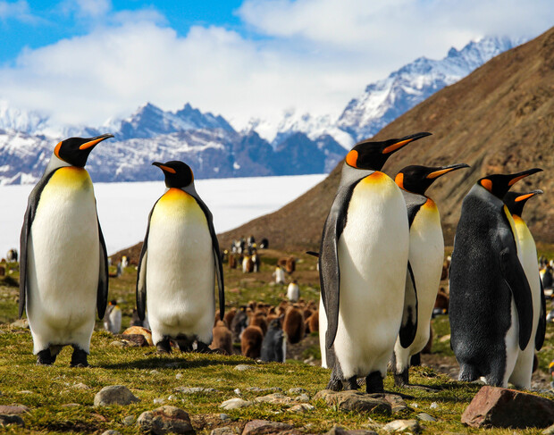 Penguins stand and interact on grassy terrain, surrounded by more penguins and snowy mountains in the background under a partly cloudy sky.