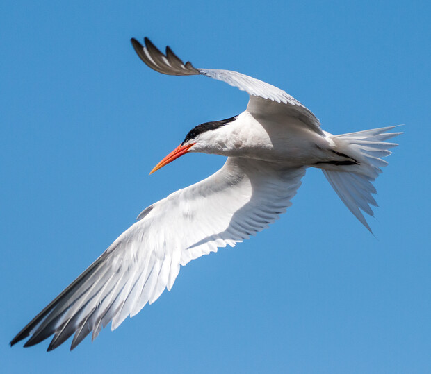 A white bird with black accents and an orange beak is flying with outstretched wings in a clear blue sky.