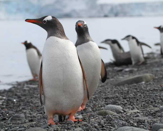 Penguins standing on a rocky shore, some looking towards the camera while others walk in the background, with an icy ocean and glacier visible in the distance.