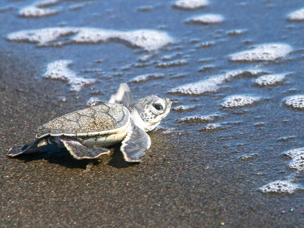 A baby sea turtle crawls toward the ocean, its flippers moving across wet sand with foamy waves nearby.