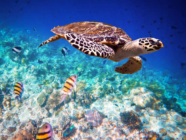 A sea turtle swims gracefully over vibrant coral reefs, with colorful fish surrounding it in a clear blue ocean, creating a lively underwater scene.