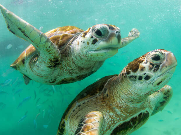Two sea turtles swim leisurely in clear, turquoise water, surrounded by small fish, creating a tranquil underwater scene.