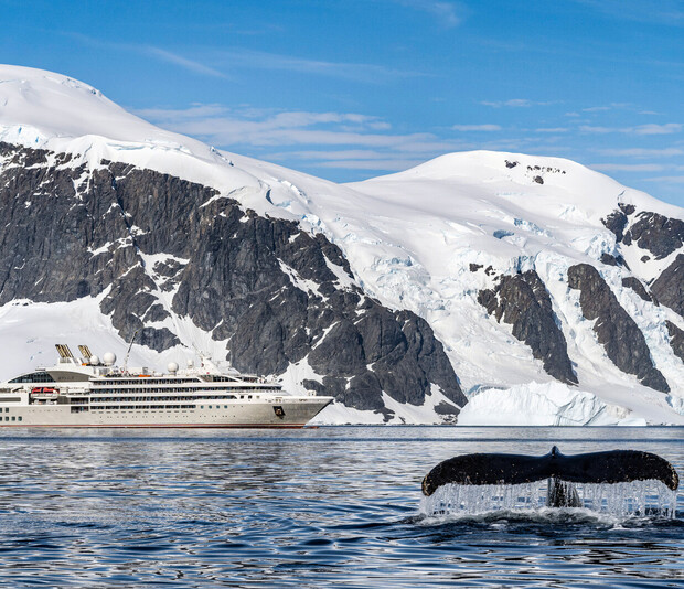 A cruise ship sails near snow-covered mountains, while a whale's tail emerges from the shimmering water, set under a clear blue sky.
