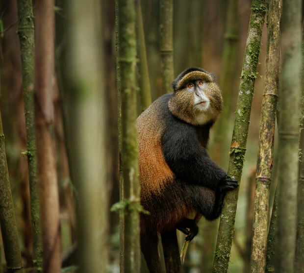 A monkey is climbing a bamboo stem, gazing upwards with a curious expression. It is surrounded by dense, vertical bamboo stalks in a forest setting.