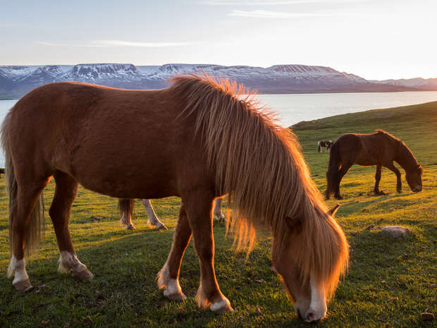 A horse grazes peacefully on green grass, with a sunset illuminating its mane. In the background, snow-capped mountains and a calm body of water enhance the tranquil scene.