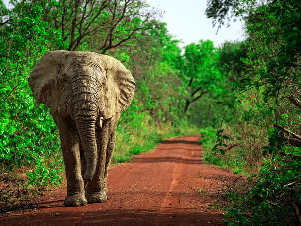 An elephant walks along a red dirt path, surrounded by lush green forest with trees arching overhead, creating a natural canopy effect.