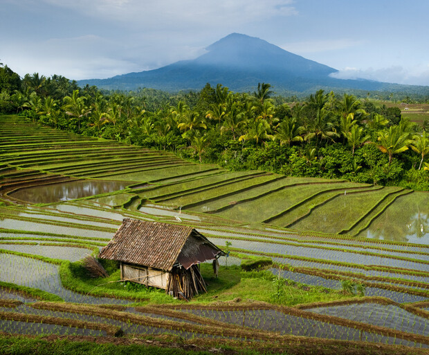 A small wooden hut rests amid lush, terraced rice paddies. Palm trees border the fields, with a mist-covered mountain towering in the background, under a clear sky.