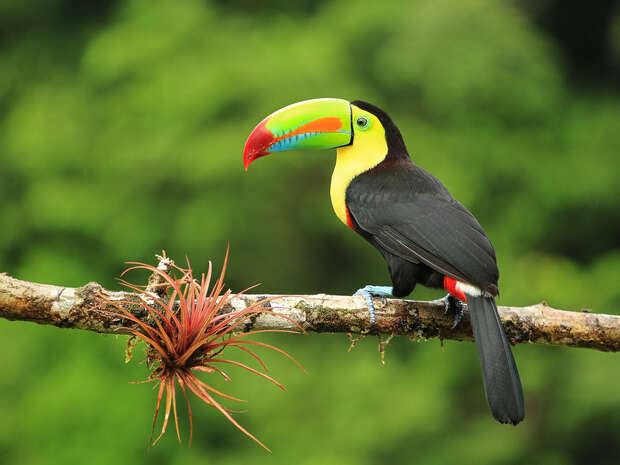 A toucan with a vibrant, multicolored beak perches on a branch next to a small, spiky bromeliad plant, set against a lush, green, blurred forest background.