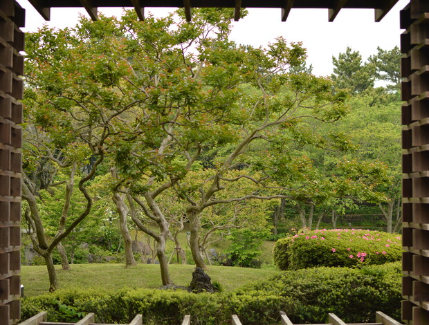 Trees with twisting branches stand in a lush garden, surrounded by neatly trimmed bushes with pink flowers, framed by a wooden structure with horizontal beams above and to the sides.
