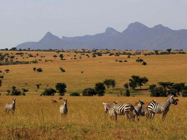 Zebras stand grazing in a vast, grassy savanna with scattered shrubs. Mountains form a distant horizon, under a clear sky.