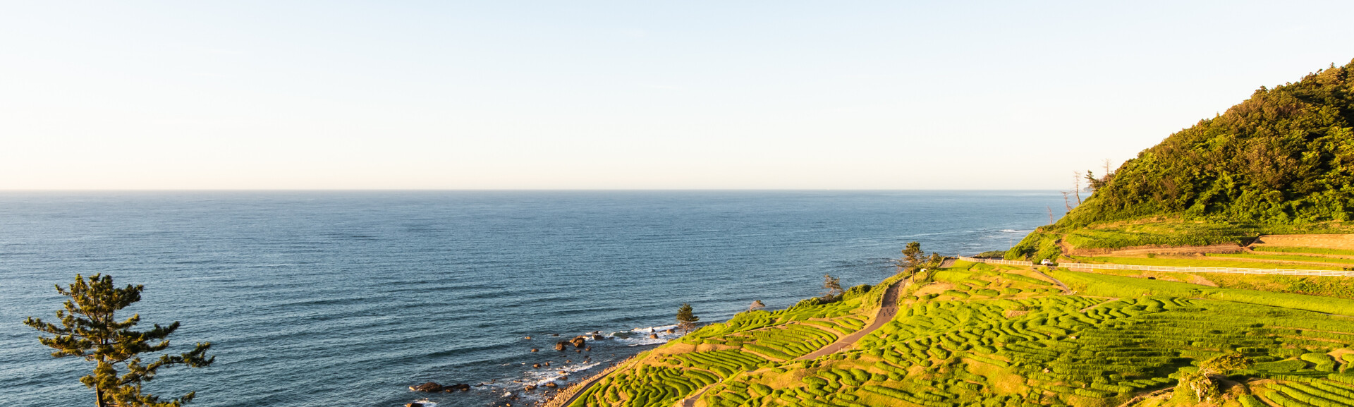 Rice terraces cascading down a hillside meet the ocean, with waves gently hitting the rocky shore. A lone tree stands in the foreground, under a clear, bright sky.