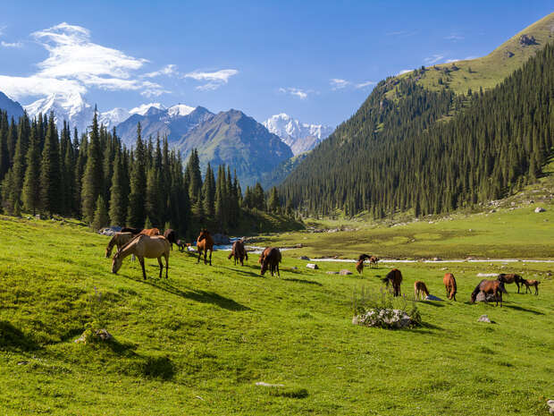 Horses graze peacefully on a lush, green meadow surrounded by tall pine trees and rolling hills. Snow-capped mountains stand majestically in the background under a clear blue sky.