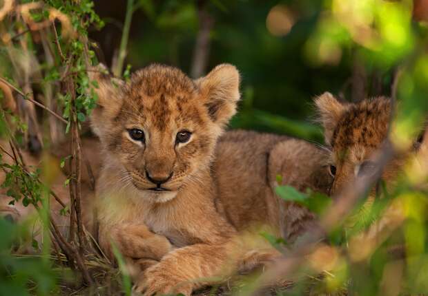 Two lion cubs rest in a lush, green environment, surrounded by foliage and dappled sunlight filtering through the leaves.