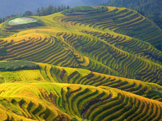 Terraced rice fields curve elegantly across a hillside, creating a vivid pattern of greens and yellows. The terraces descend gradually, surrounded by distant trees under a clear sky.