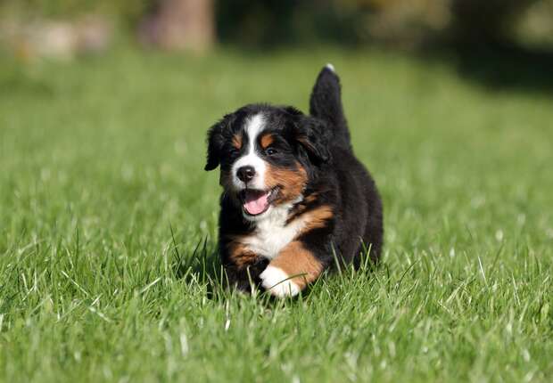 A fluffy puppy runs joyfully across a vibrant, green grassy field, with its tongue out and ears flopping, in a sunny outdoor setting.