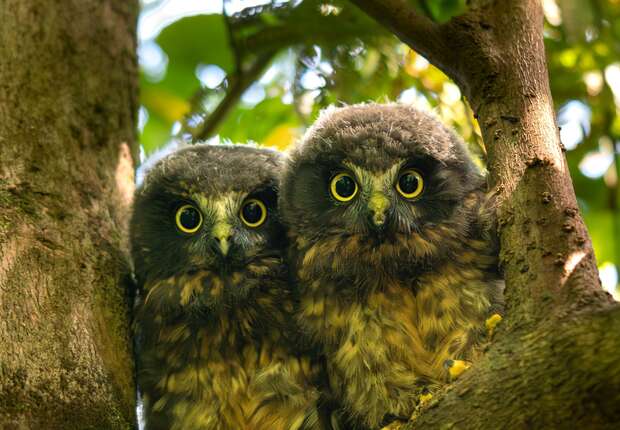 Two owls perch closely together on a tree branch, gazing forward with wide, curious eyes. The surrounding environment is a lush, sun-dappled forest with green leaves.