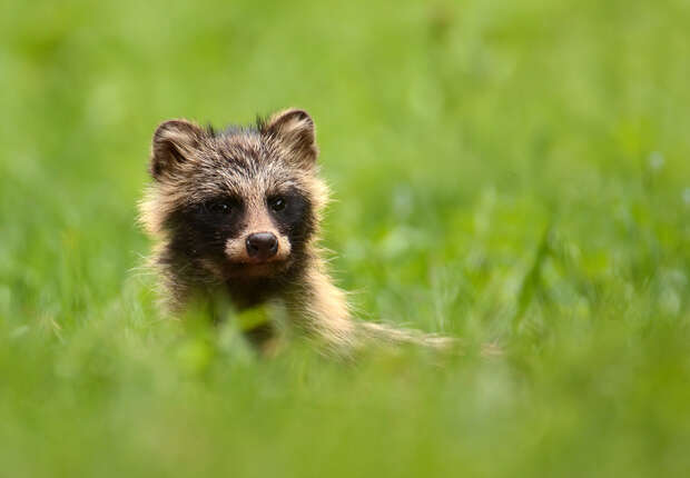A raccoon dog lies in lush green grass, its head raised and eyes looking forward, surrounded by a blurred natural background.