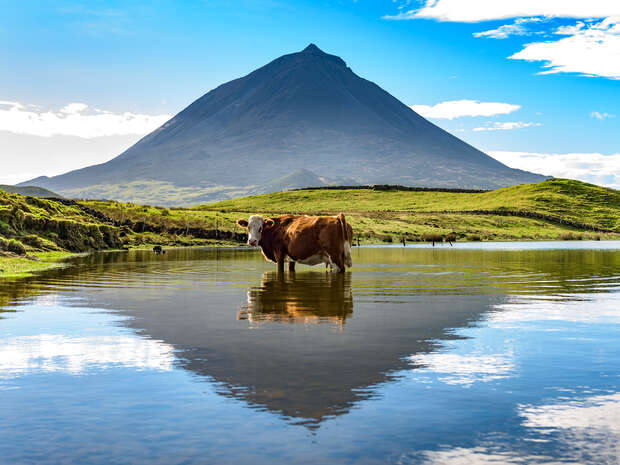 A cow stands in shallow water, reflecting in the pond beneath. It is surrounded by grassy fields with a towering volcanic mountain in the background under a partly cloudy sky.