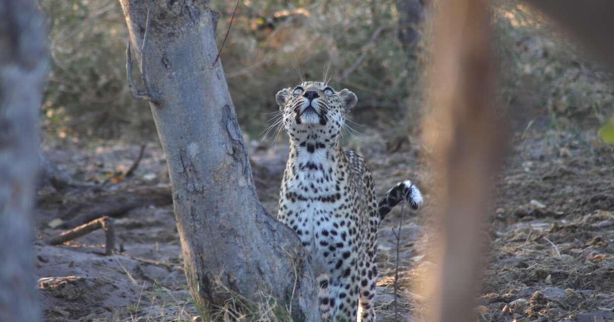 Wildlife in Botswana