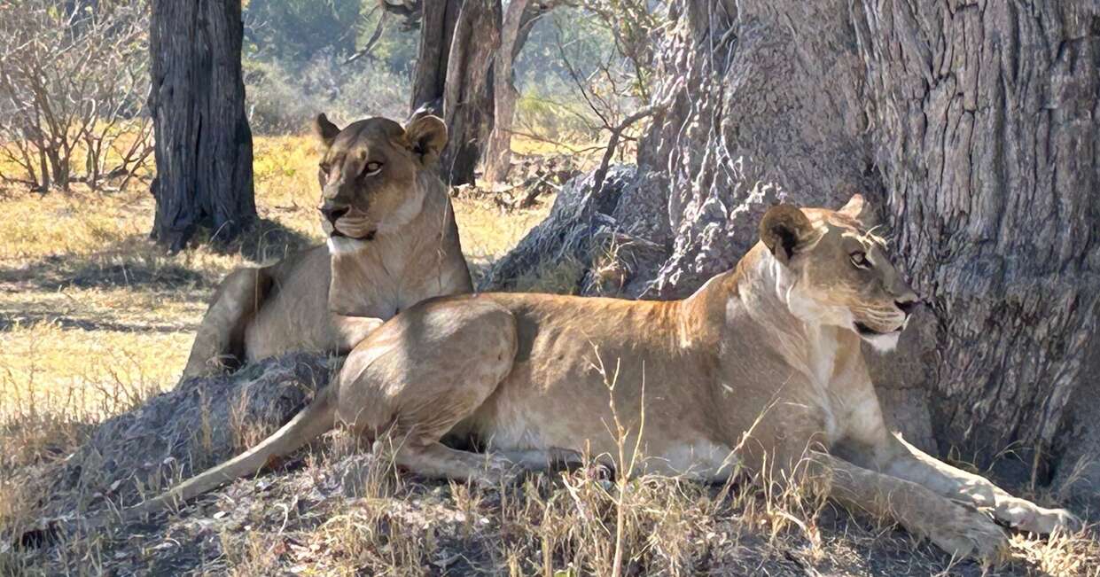 Wildlife in Botswana