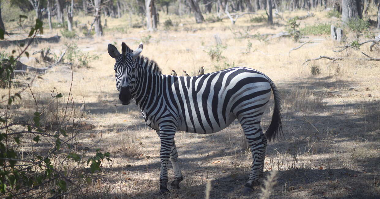 Spotting zebras on a safari in Botswana