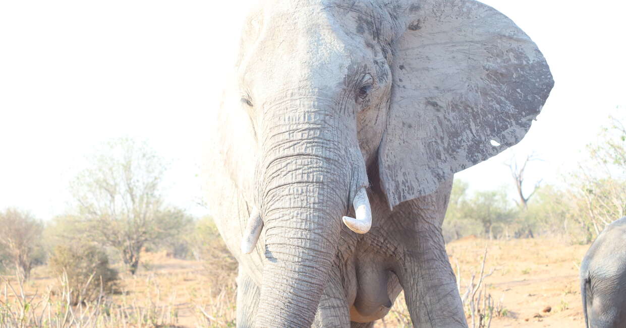Wildlife in Botswana