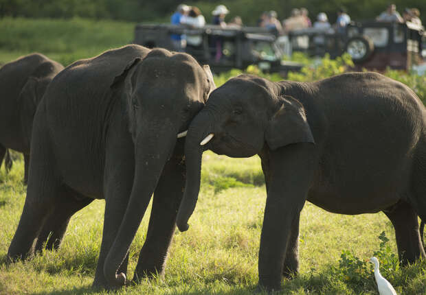 Elephants gently nudge each other with their trunks in a grassy field, surrounded by several other elephants. In the background, a vehicle carrying people is parked, watching them.