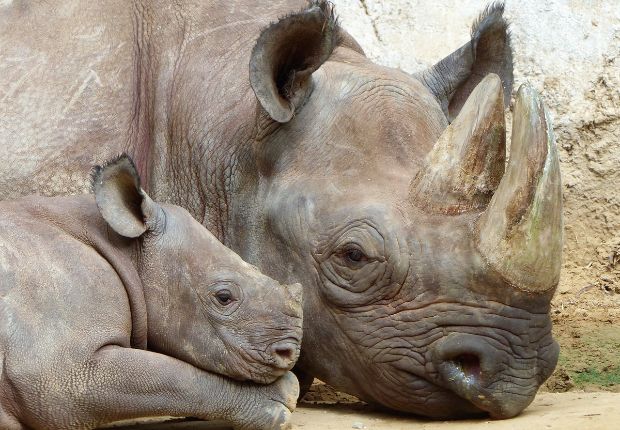 A rhinoceros with large horns rests beside its calf, nestled closely. They lie on sandy ground against a rough, pale wall, conveying a peaceful, nurturing scene.