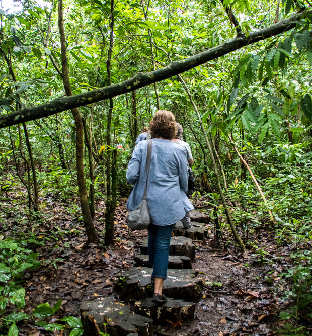 A person walks on a stone path through a lush, dense forest, surrounded by vibrant green vegetation and slim tree trunks.