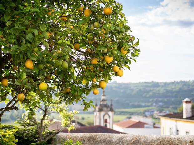 A lemon tree with ripe yellow lemons hangs over a stone wall, set against a distant landscape of rolling hills and a small village with a church steeple under a partly cloudy sky.