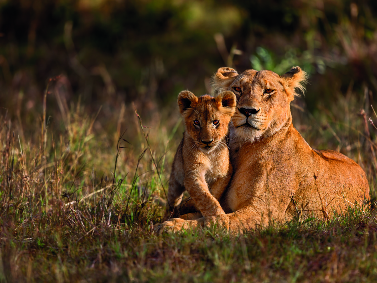 A lioness lies in the grass with her cub nestled beside her, amidst a sunlit, grassy savanna landscape.